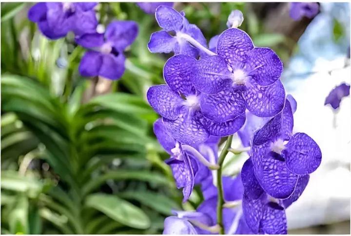Heirloom Non-GMO Violet Vanda Orchid Flower Seeds for Garden Planting – Exotic Epiphytic Blooms Dhara Seeds