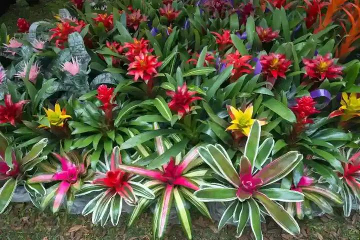 Mixed Bromeliad Tillandsia Plant Seeds-Heirloom & Non-GMO Seeds for planting Dhara Seeds