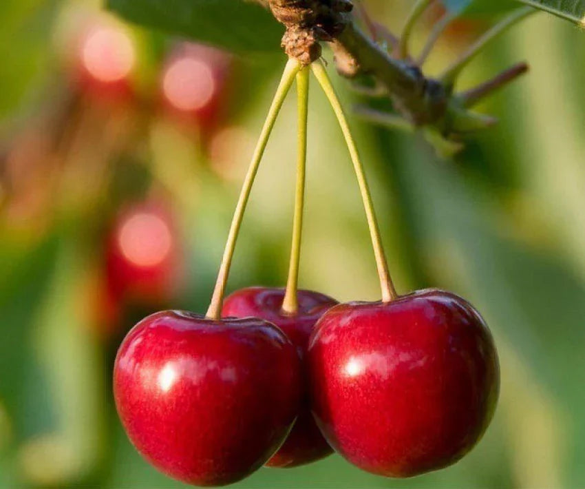 Cherry Tree Seeds