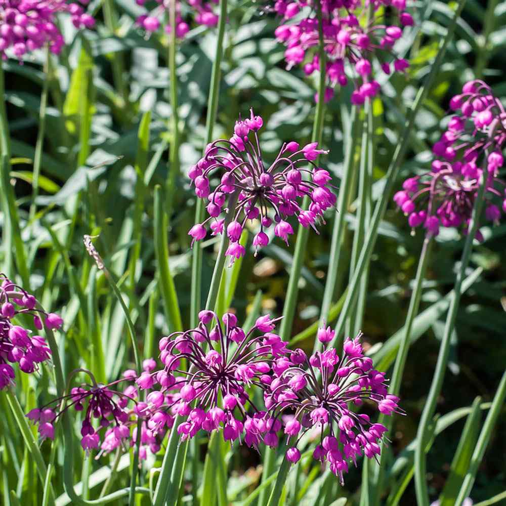 Allium Cernuum Nodding Onion Seeds