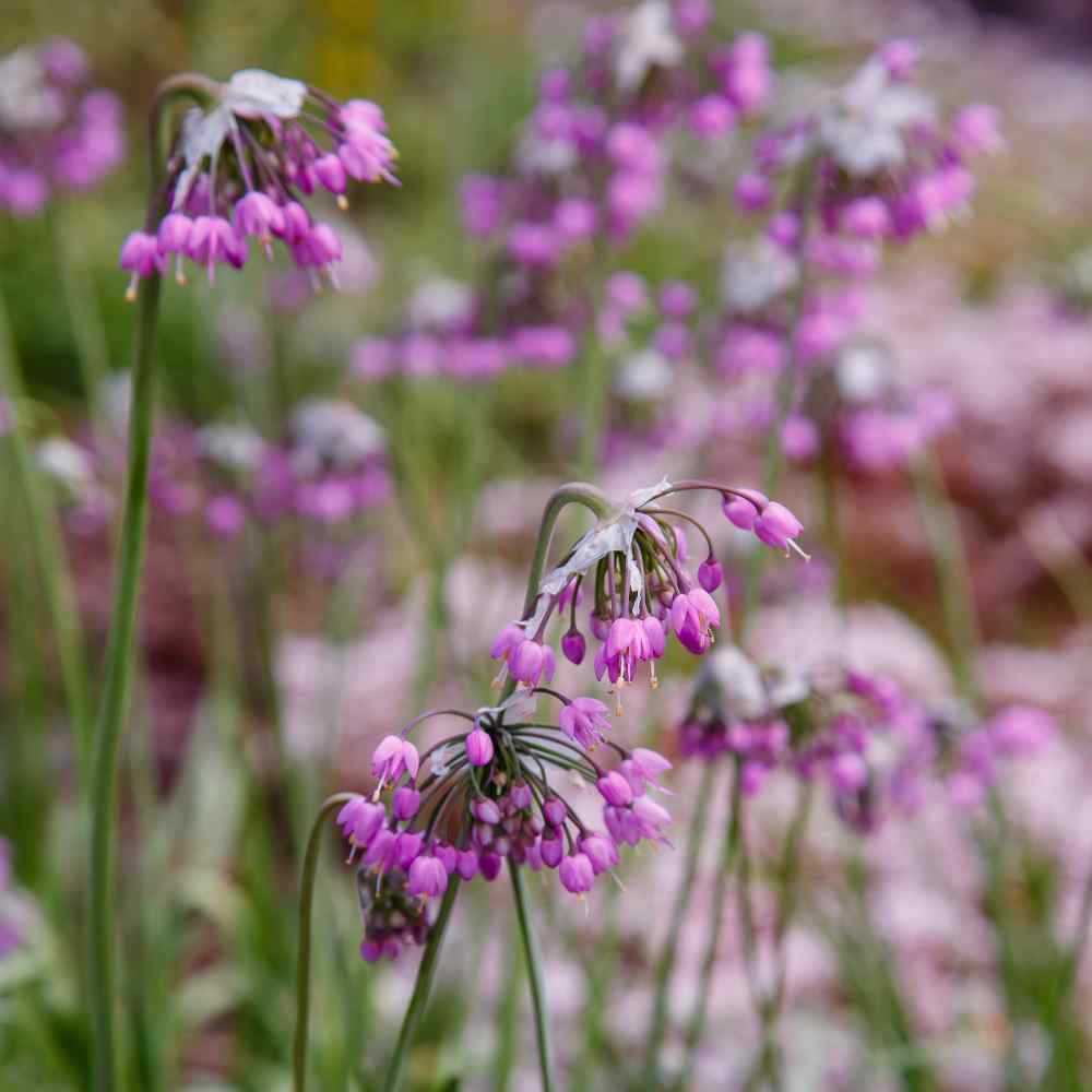 Allium Cernuum Nodding Onion Seeds