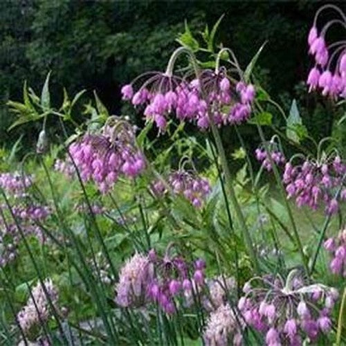 Allium Cernuum Nodding Onion Seeds