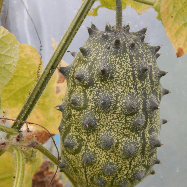Non-GMO Afrikanische Kiwano seeds for vine growth
