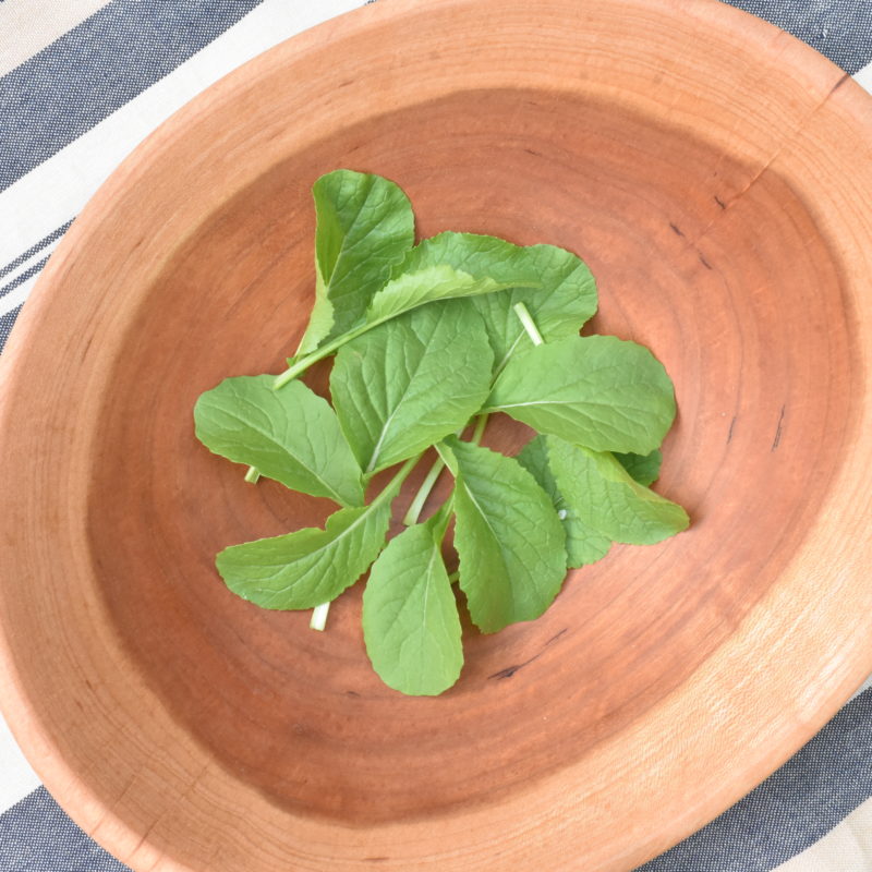 Non GMO Alamo Turnip Seeds high yield easy growing