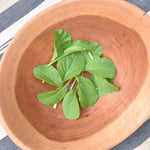 Non GMO Alamo Turnip Seeds high yield easy growing