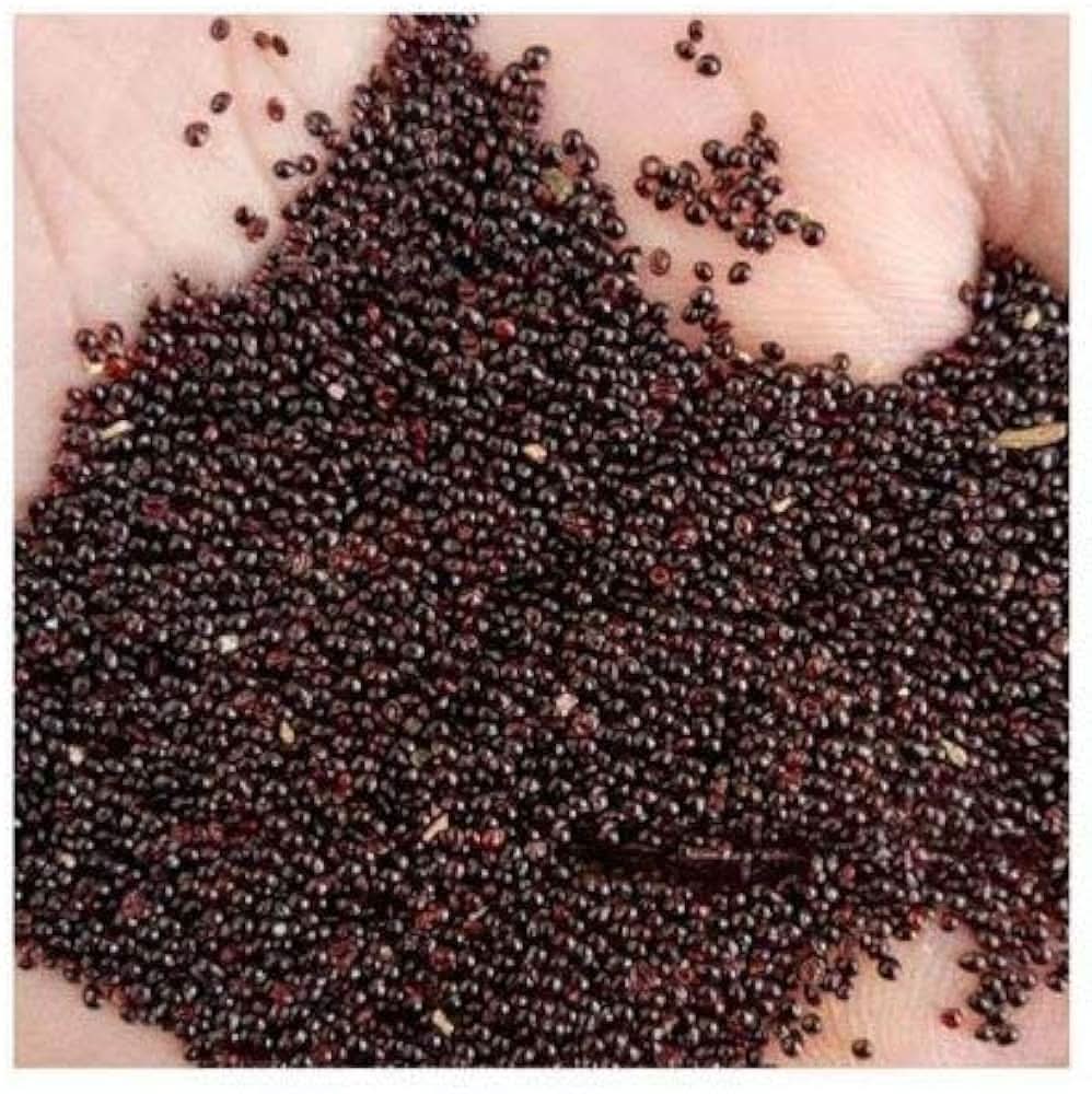 Non GMO Amaranth seeds Red Willow variety
