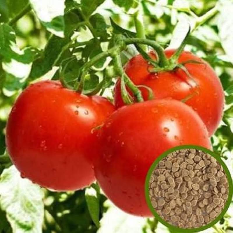 Non-GMO Arkansas Traveler tomato seeds indeterminate tomato variety