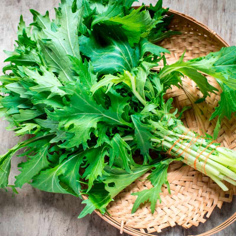 Non GMO Asian greens salad seeds pack high germination rate