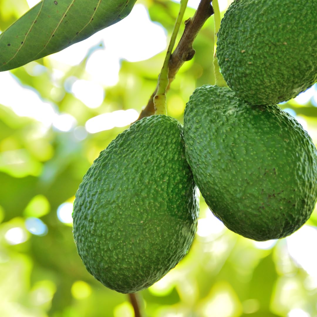 Non-GMO Avocado Tree seeds for planting