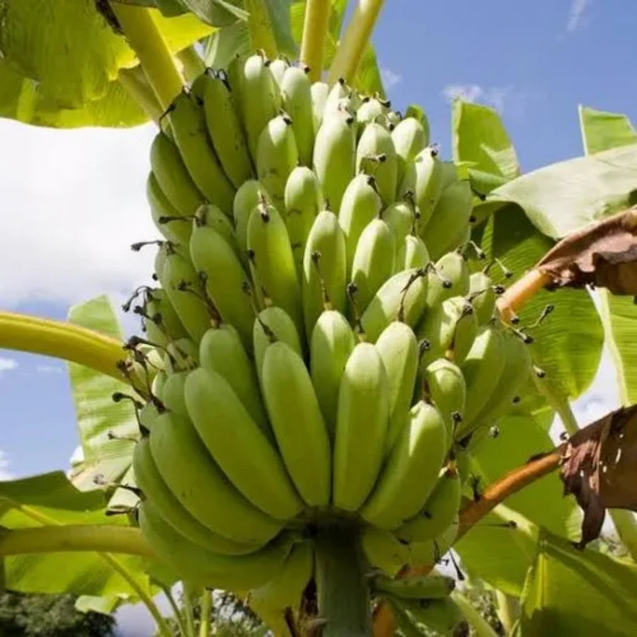 Non-GMO Banana seeds Musa acuminata for backyard growers