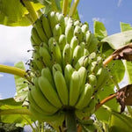 Non-GMO Banana seeds Musa acuminata for backyard growers