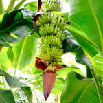 Non-GMO banana seeds for tropical plant lovers