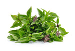 Non-GMO Sweet Thai Basil seeds with aromatic leafy growth