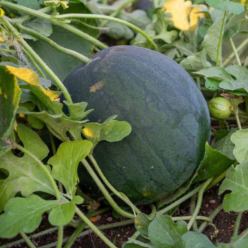 Non GMO Black Watermelon Seeds for Home Garden