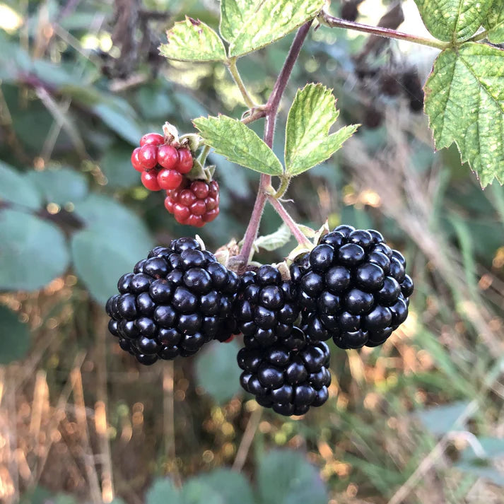 Non-GMO blackberry seeds Rubus Fruticosus for gardeners