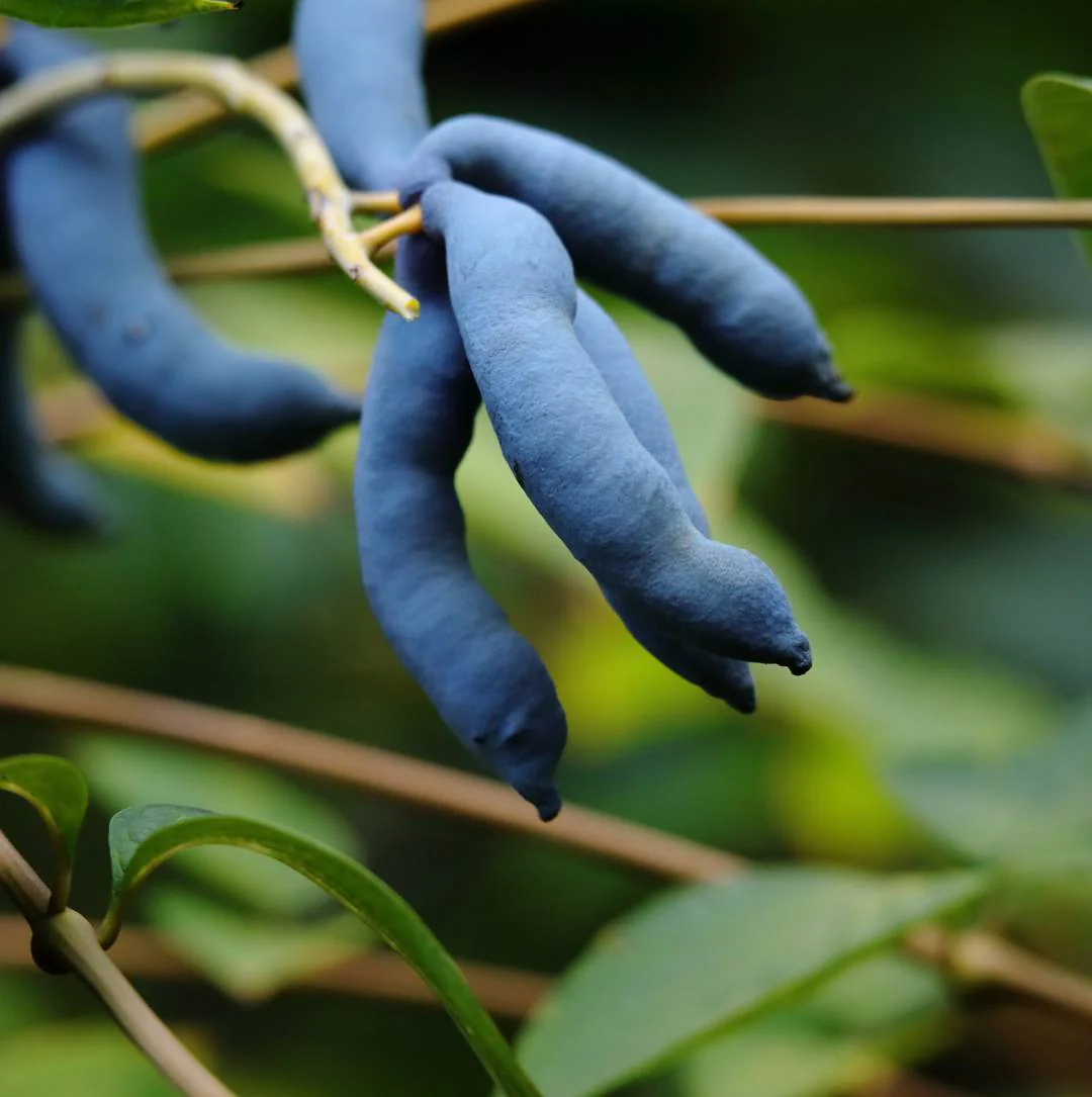 Blue Sausage Plant Seeds for Planting heirloom & Non-GMO Seeds
