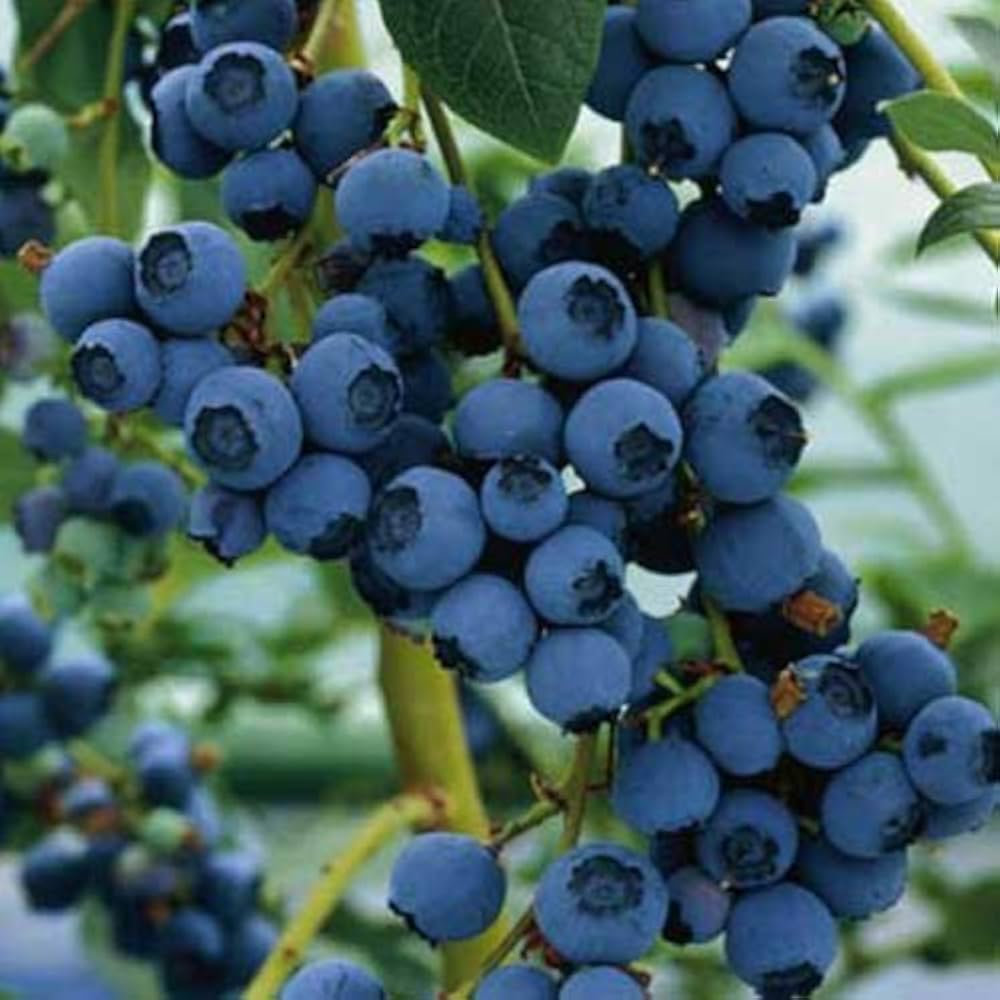 non gmo blueberry seeds for terrace garden