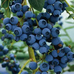 non gmo blueberry seeds for terrace garden