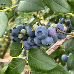 Non GMO Blueberry Seeds for Planting