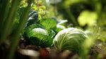 Non GMO Megaton cabbage seeds for cool season gardening