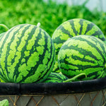 Non-GMO Cal Sweet Bush Watermelon Seeds for warm season plantingc