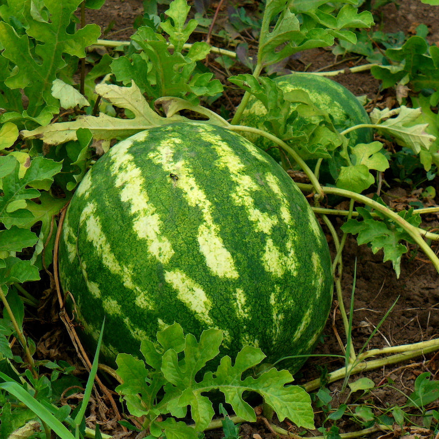 Non-GMO Cal Sweet Watermelon seeds for outdoor planting