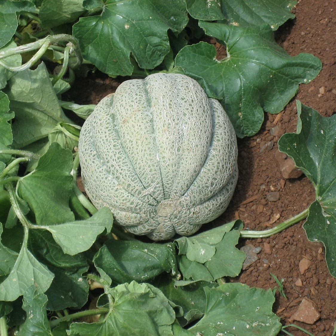 Non-GMO cantaloupe seeds for home gardening