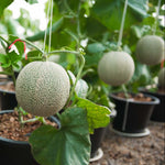 Non GMO cantaloupe seeds with high germination