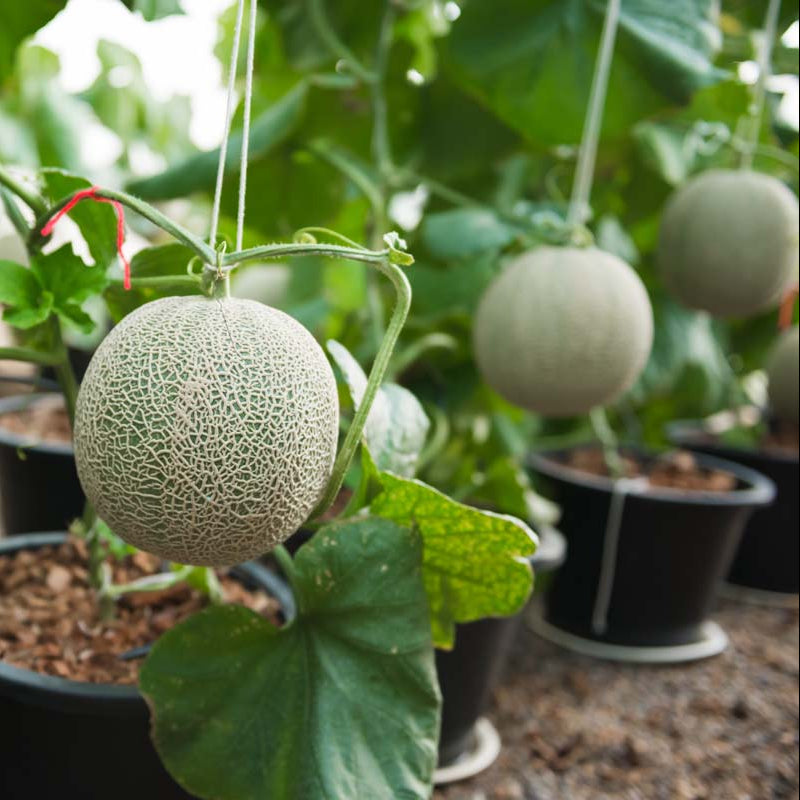 Non GMO cantaloupe seeds with high germination