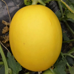Non GMO cantaloupe yellow seeds for home gardening