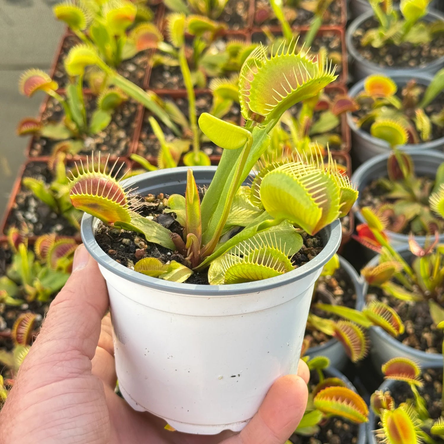 Non gmo carnivorous plant seeds
