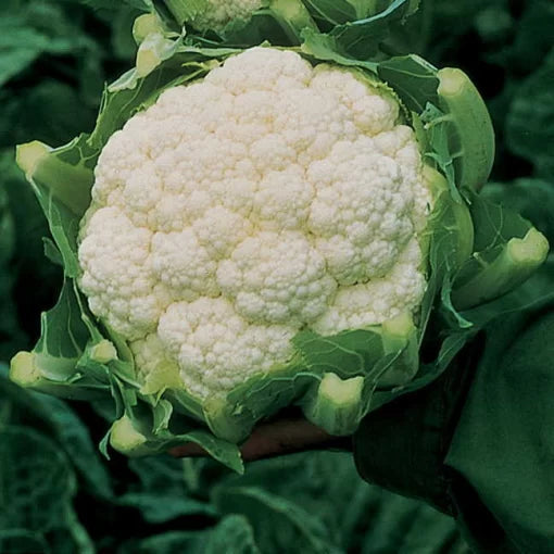 Non-GMO premium cauliflower seeds for reliable harvests