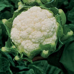 Non-GMO premium cauliflower seeds for reliable harvests