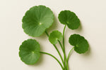 Non-GMO Centella Asiatica herb seeds
