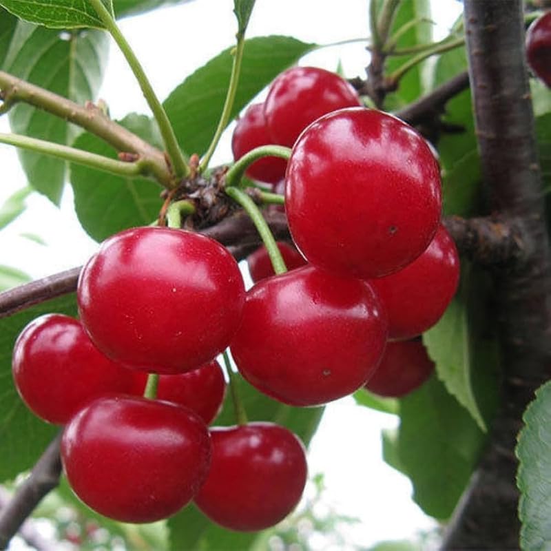 Non GMO Cherry Tree Seeds for Backyard Orchard