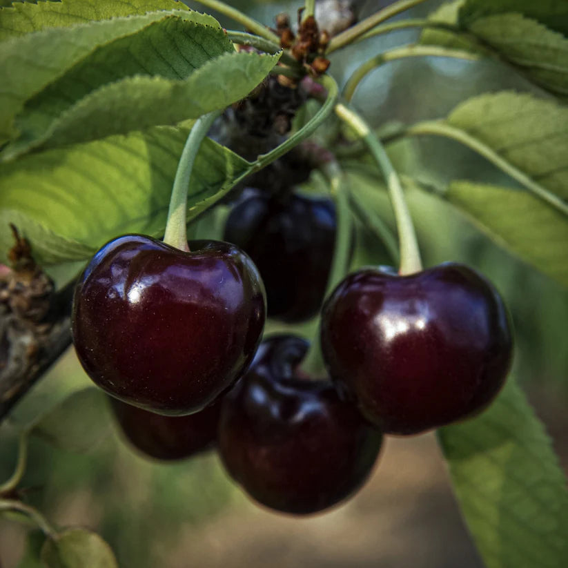Non GMO cherry tree seeds for home orchard