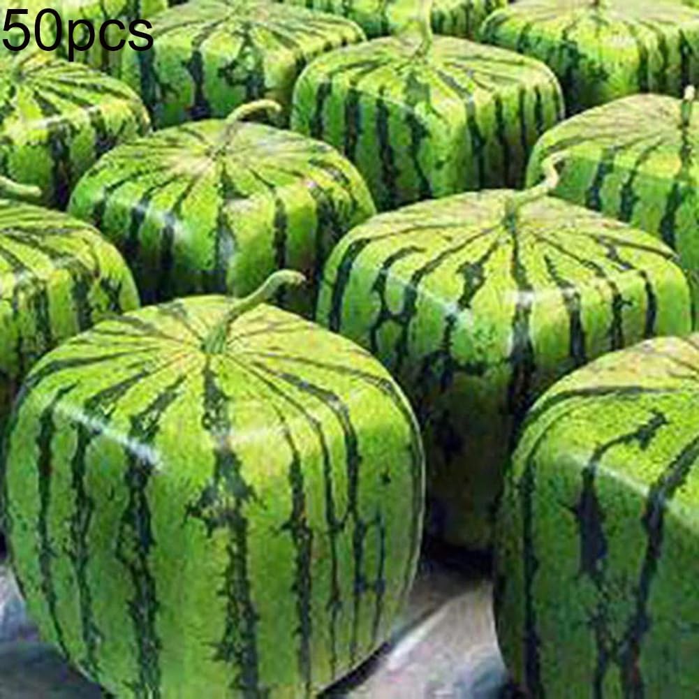 Non GMO Chinese Watermelon Seeds for Backyard Gardening