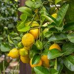Non GMO Citrus limon Rainbow seeds for planting