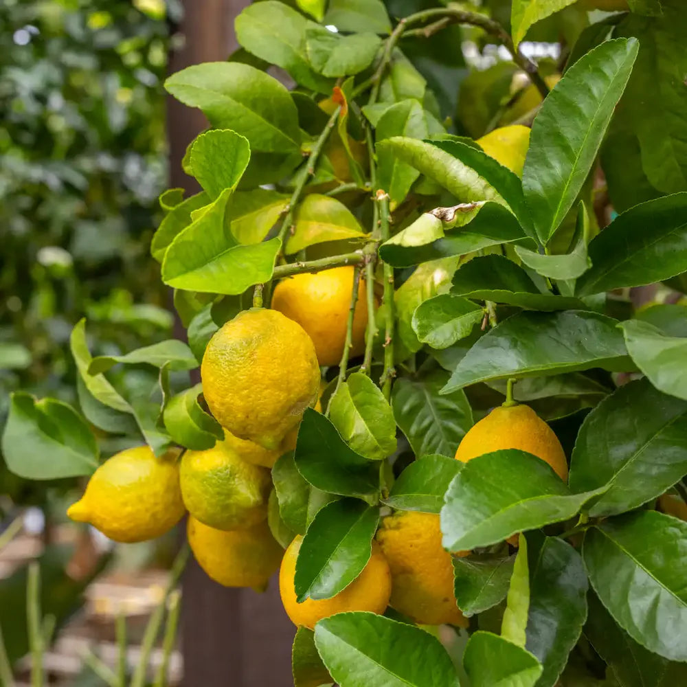 Non GMO Citrus limon Rainbow seeds for planting