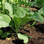 Non-GMO collard greens seeds for outdoor planting