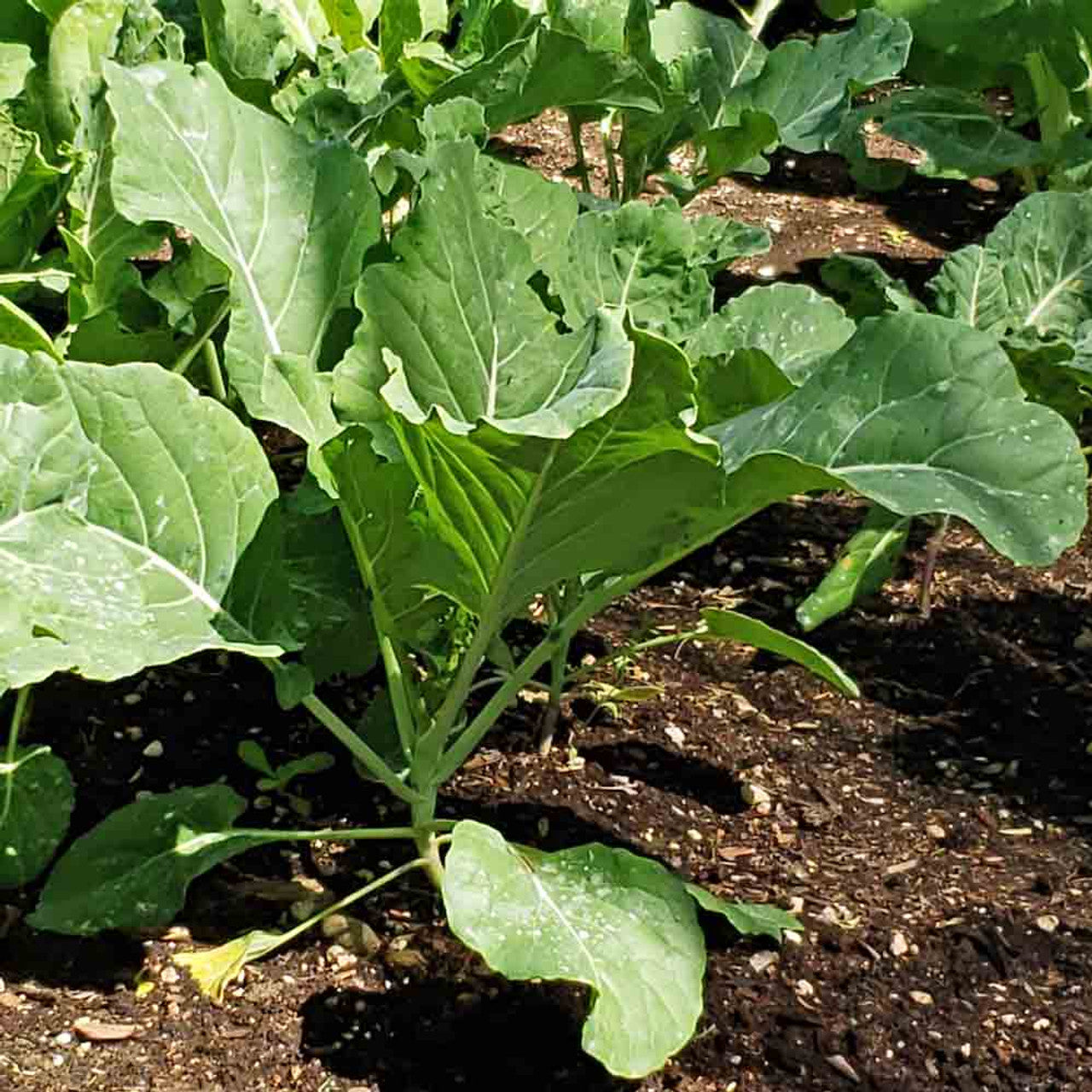 Non-GMO collard greens seeds for outdoor planting