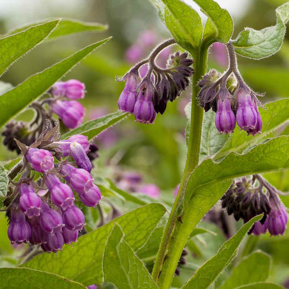 Non-GMO comfrey seeds that are easy to grow
