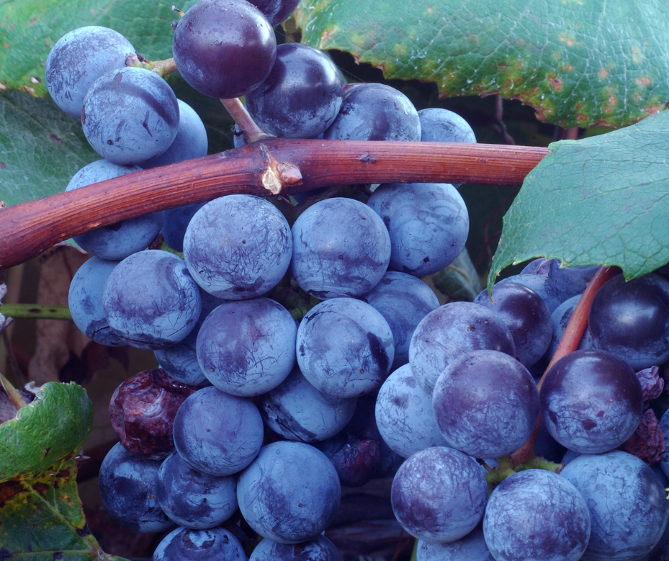 Non-GMO Concord Seedless Grape seeds for planting