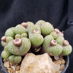 Non GMO conophytum seeds
