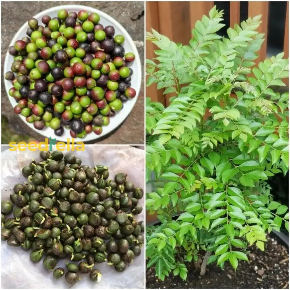 Curry Leaf Plant Seeds for Planting -Heirloom & Non-GMO Garden Seeds