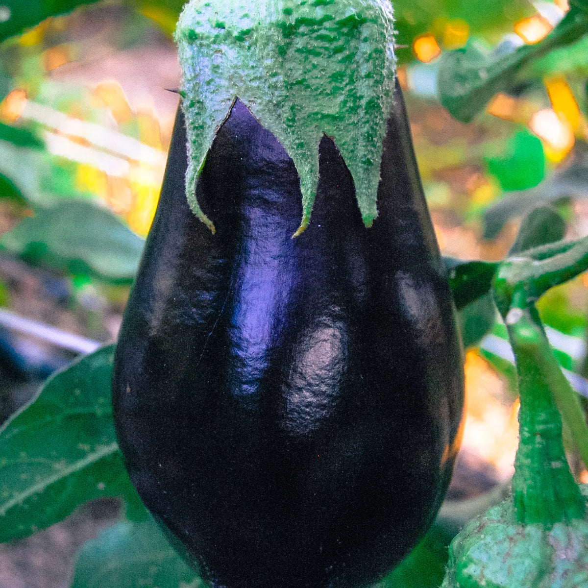 Non GMO eggplant seeds Amadeo variety for gardeners