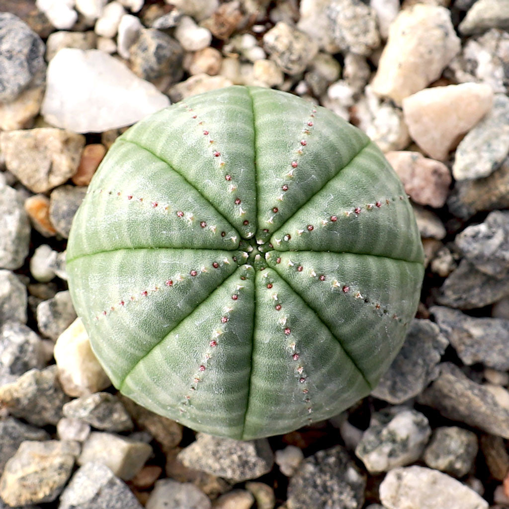 Non GMO euphorbia obesa seeds