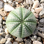 Non GMO euphorbia obesa seeds