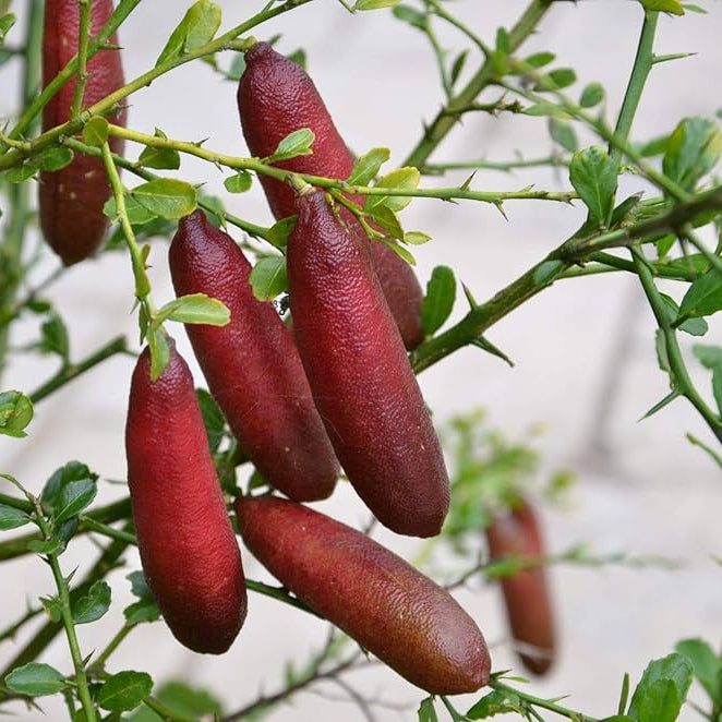 Non GMO finger lime seeds for home garden planting