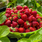 Non GMO Fragaria Ananassa strawberry seeds
